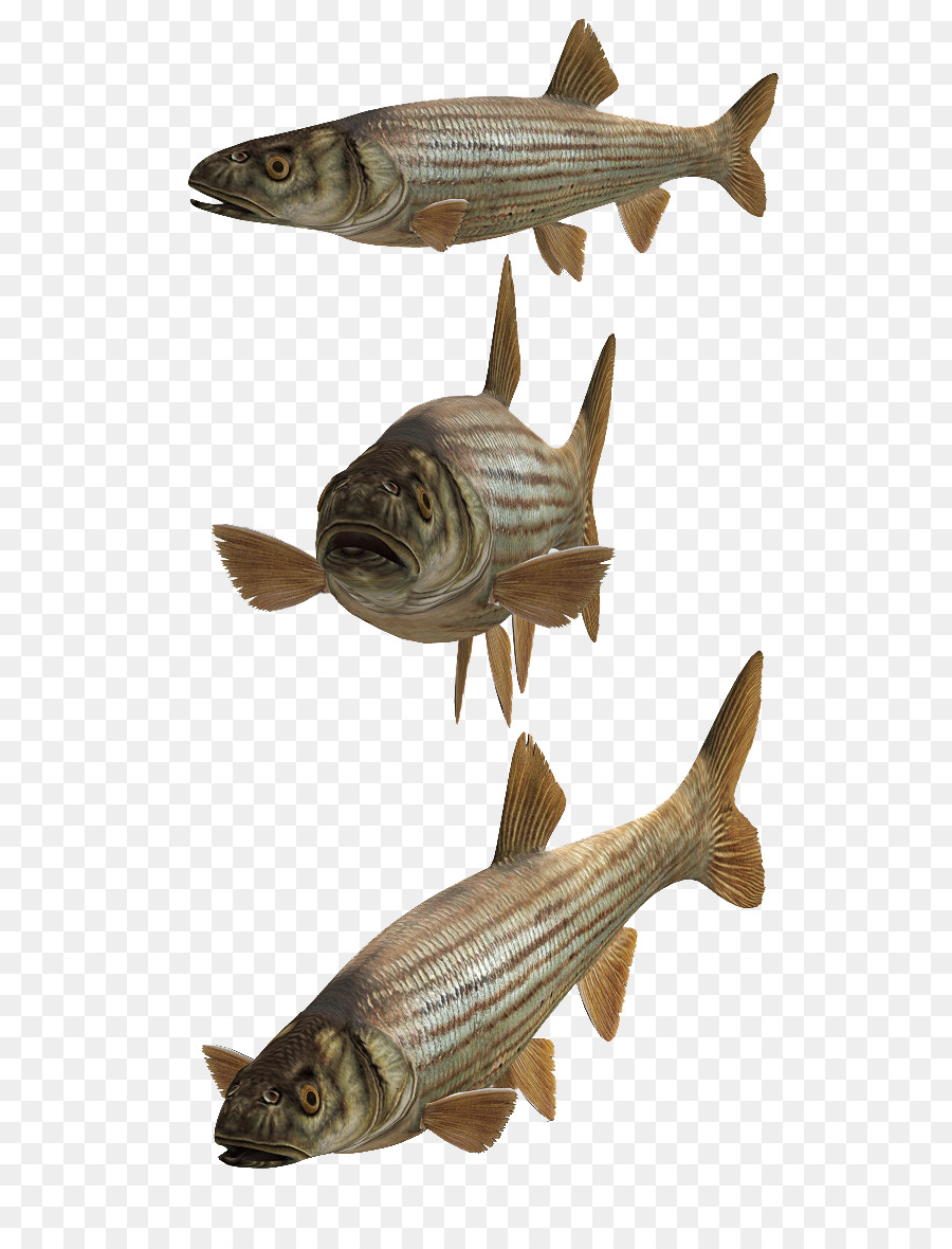 Cod DeviantArt Pesce Scaricare - nove pesci