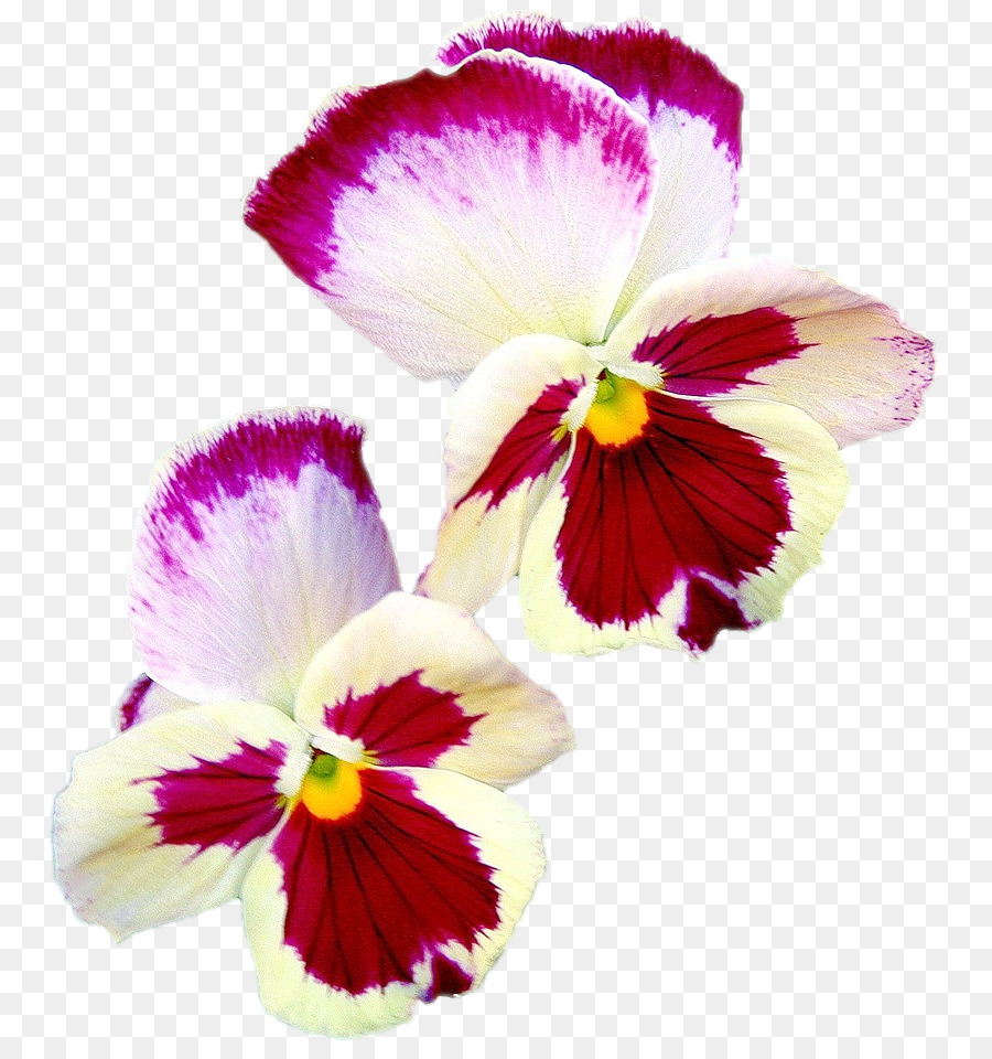 Pansy Motten Orchideen Magenta einjährige pflanze Blütenblatt - andere