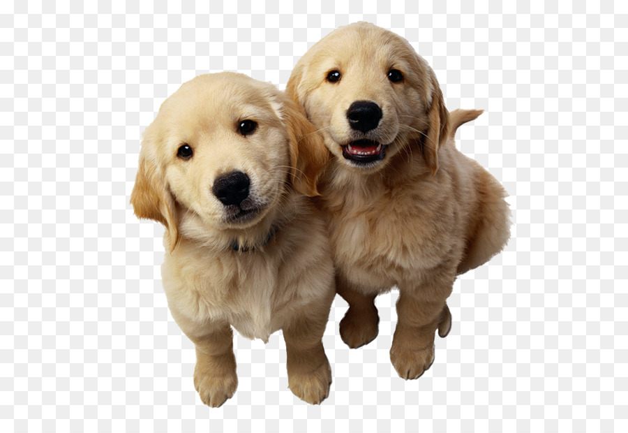 Golden Retriever Labrador Retriever Puppy Pet - Golden retriever