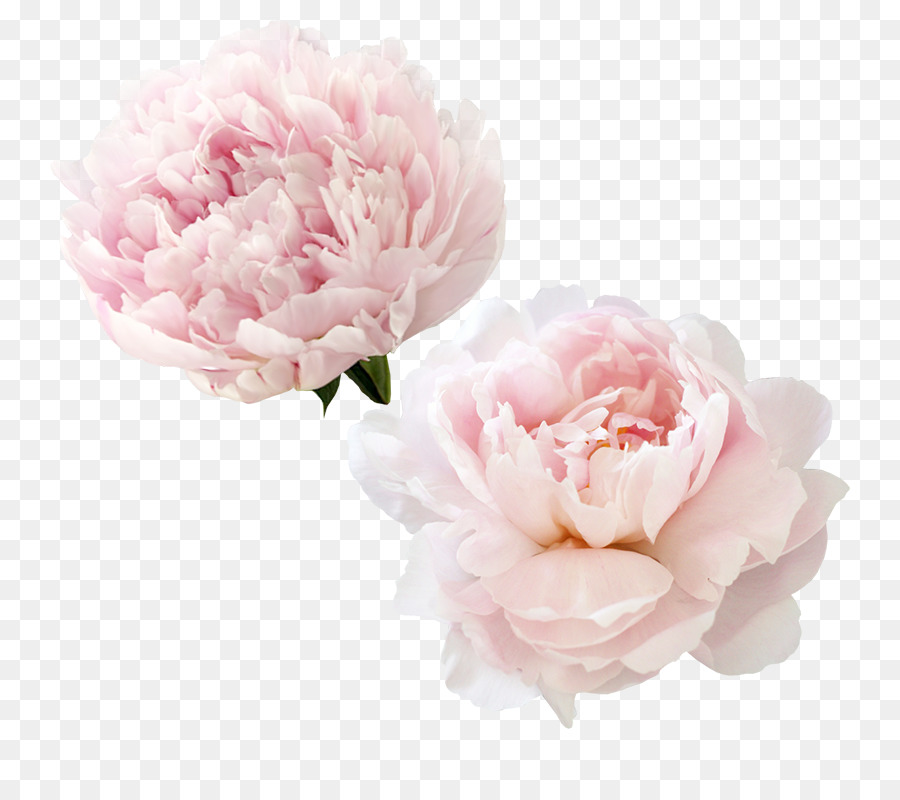 Hoa hồng trong vườn Hoa mẫu đơn Centifolia hoa hồng Hoa - hoa mẫu đơn