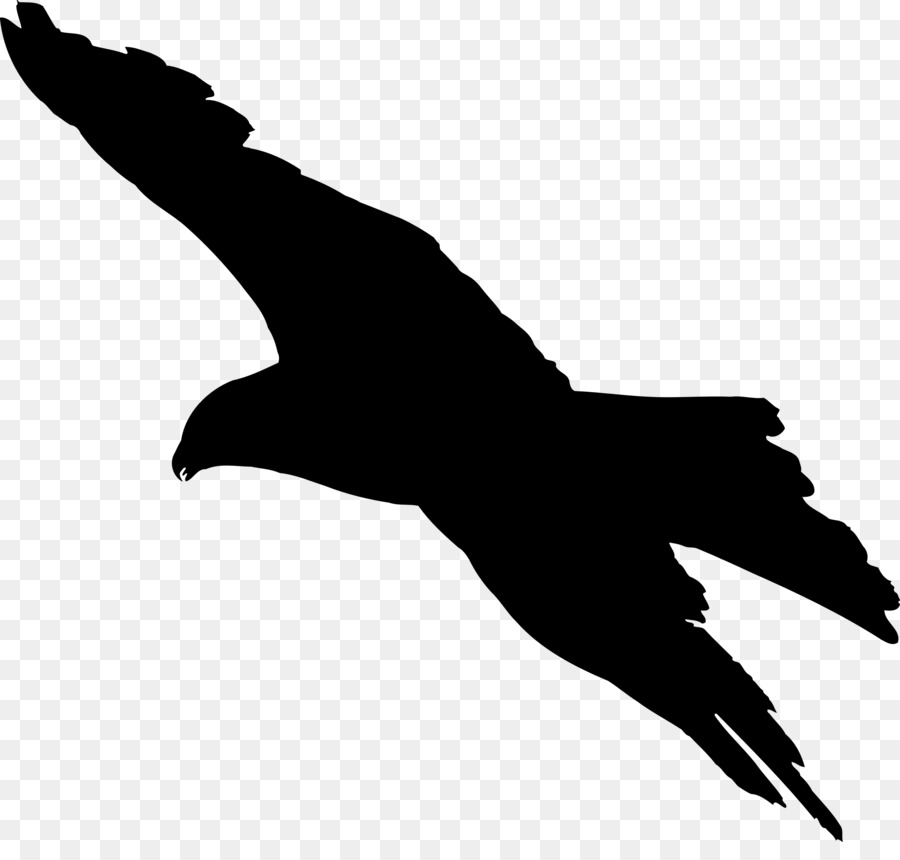 L'Aquila calva Uccello Silhouette Clip art - vettore di kite