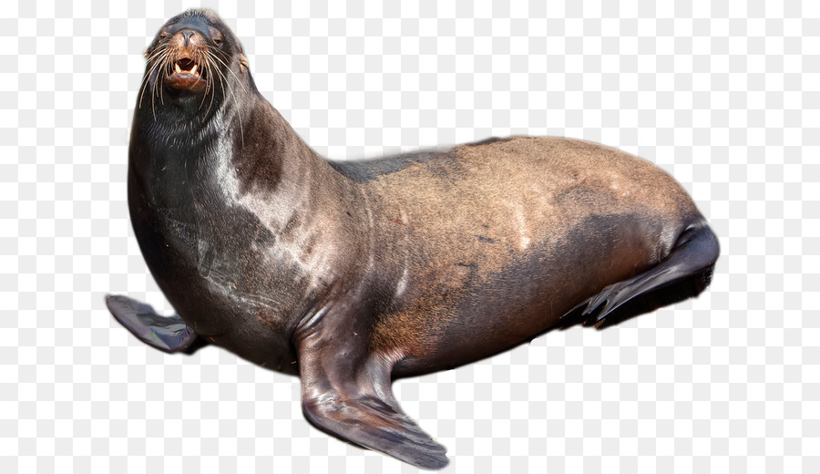 Earless Seal Snout