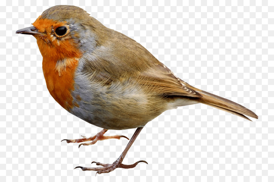 European robin Bird Desktop Wallpaper-Clip art - in kleinen