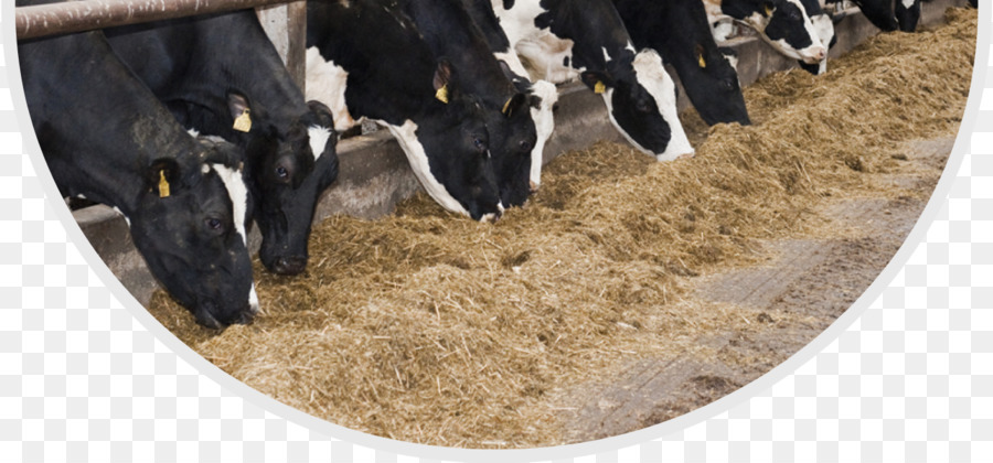Milchkühe, Holstein-Friesian Rinder Schafe Rinder Fütterung Milchviehhaltung - Rinder