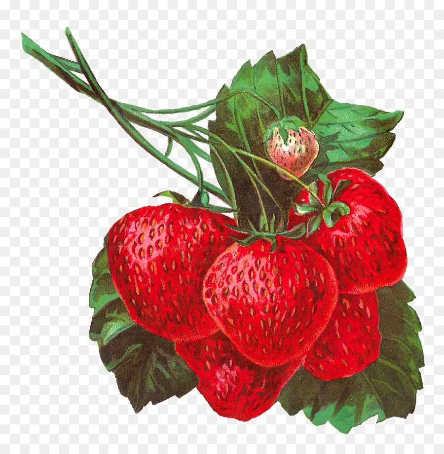 Frutta fragola Clip art - Fragola Illustrazione