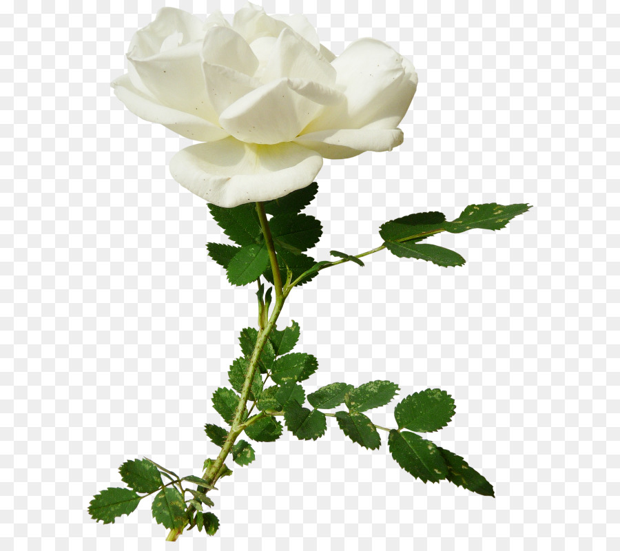 Garten-Rosen, Centifolia Rosen Rosa pimpinellifolia Floribunda Memorial rose - Blume