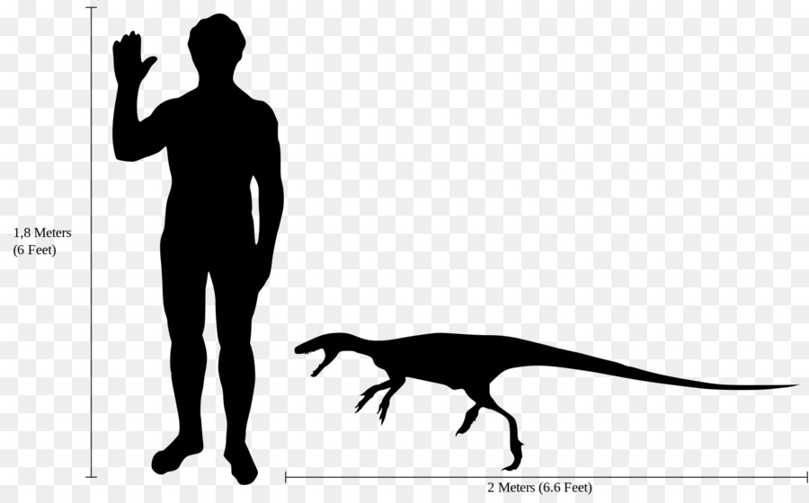 Staurikosaurus Thescelosaurus Microraptor Deinonychus Dilophosaurus - disegno in scala