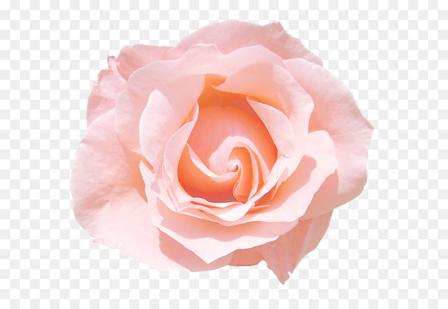 Giardino di rose Rosa Centifolia Flower rose Rosa chinensis - fiore