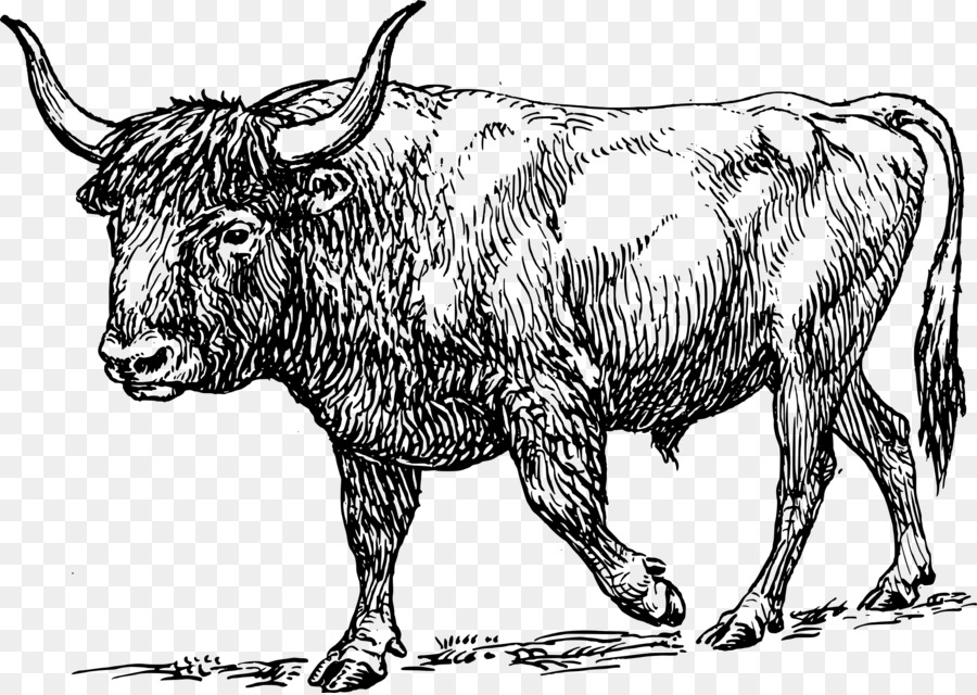 Auerochsen Texas Longhorn Bull Clip-art - Papier Schnitt clipart