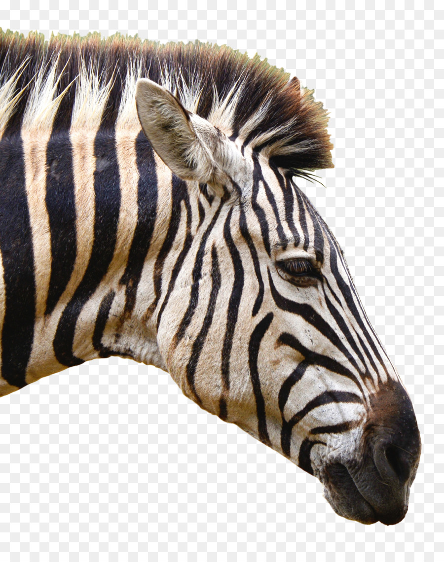 La Fotografia Di Software Per Computer Algoritmo - zebra vettoriale