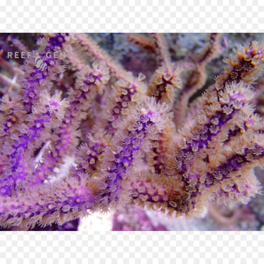 Scleractinia Alcyonacea barriera corallina Colonia - altri