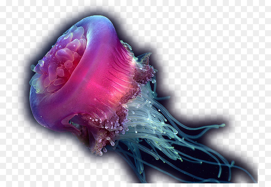 Medusa Profonda creatura del mare Oceano - mare