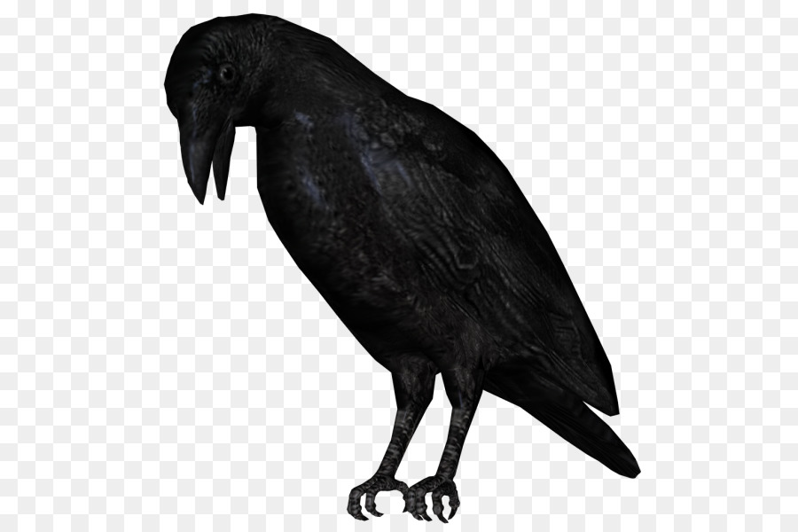 American crow New Caledonian crow, Rook Bird Common raven - Vogel