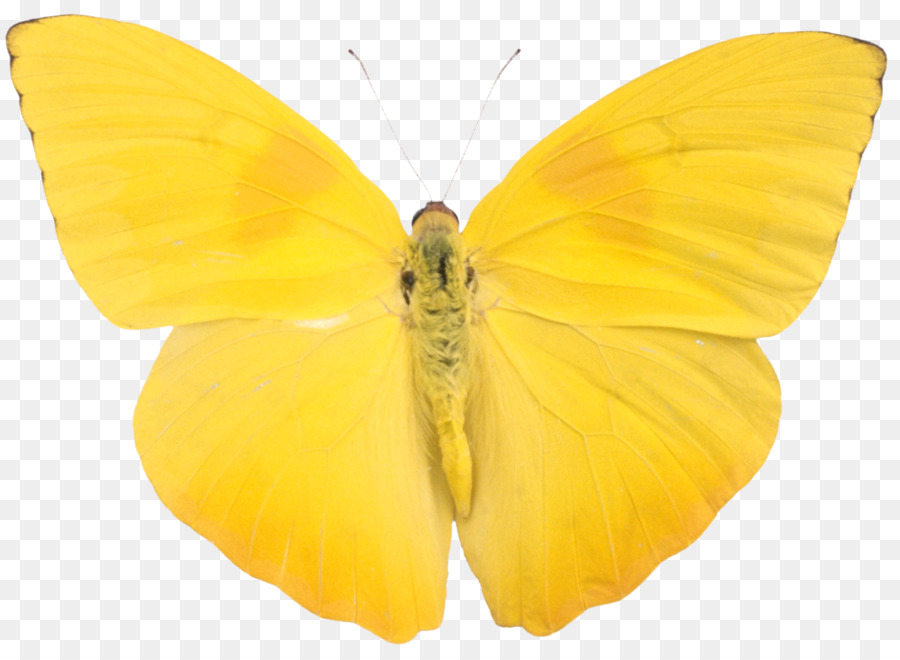 Farfalla Alfa compositing Phoebis sennae Bambino - farfalla gialla