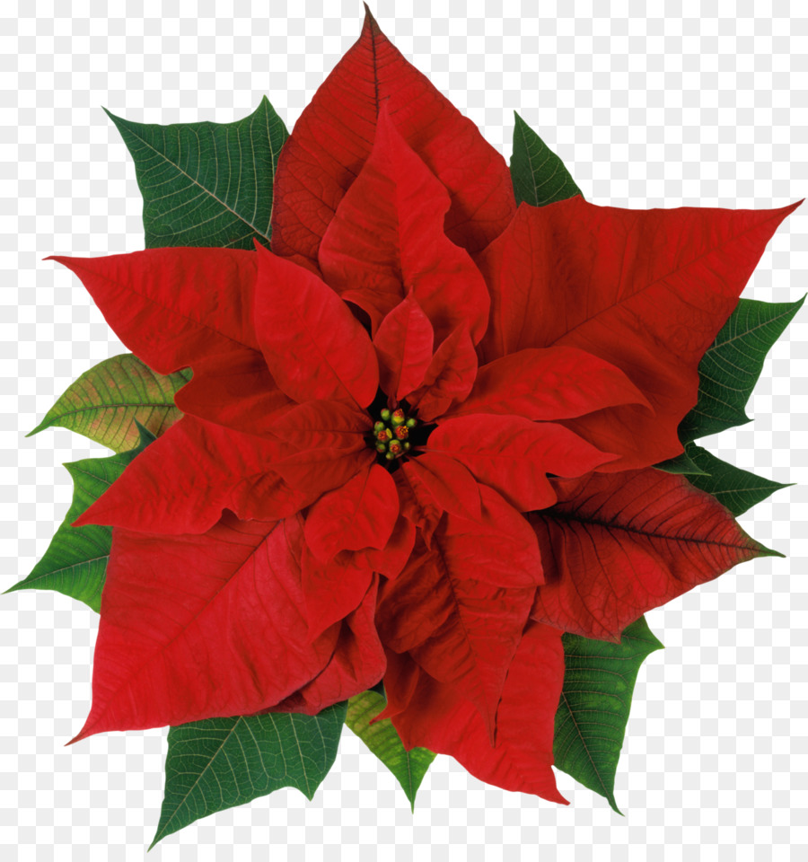 christmas poinsettia clipart png download 1212 1280 free transparent poinsettia png download cleanpng kisspng christmas poinsettia clipart png