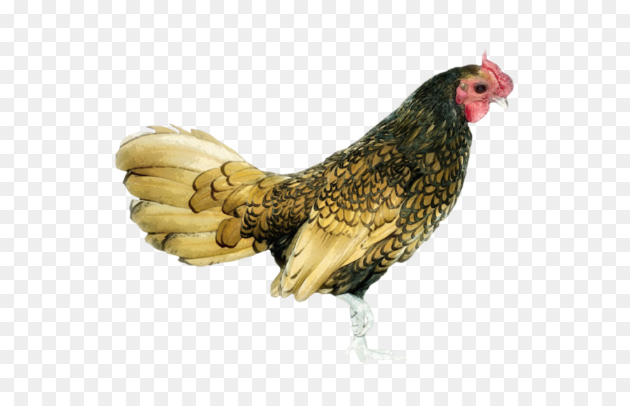 Gà Trống Gà Hen Con Chim - gà