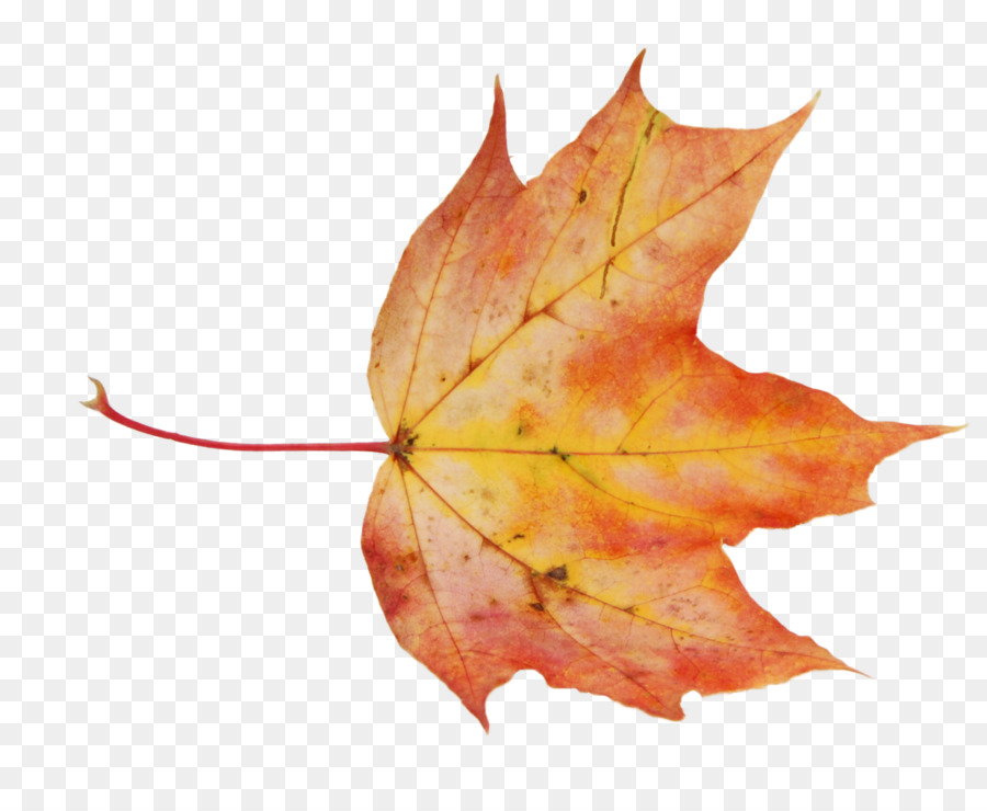 Foglia di acero, la grafica Raster Clip art - foglie di autunno png