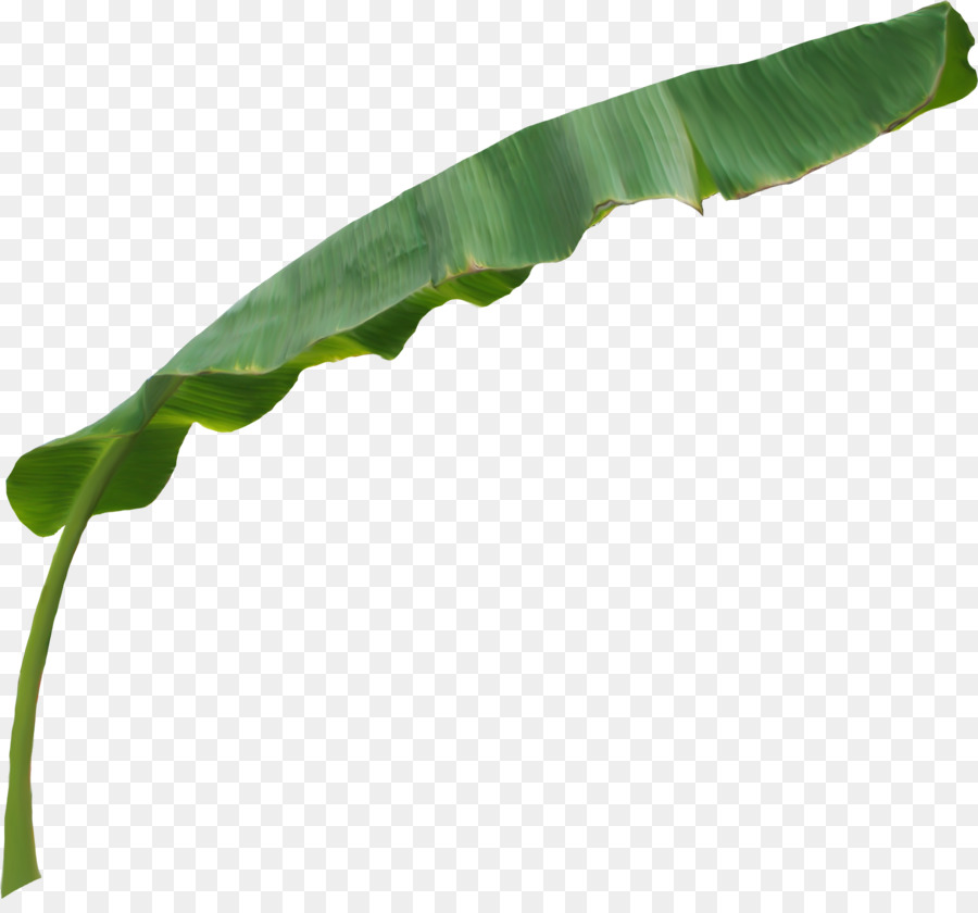 Blatt Pflanze Stiel - Obst Banane
