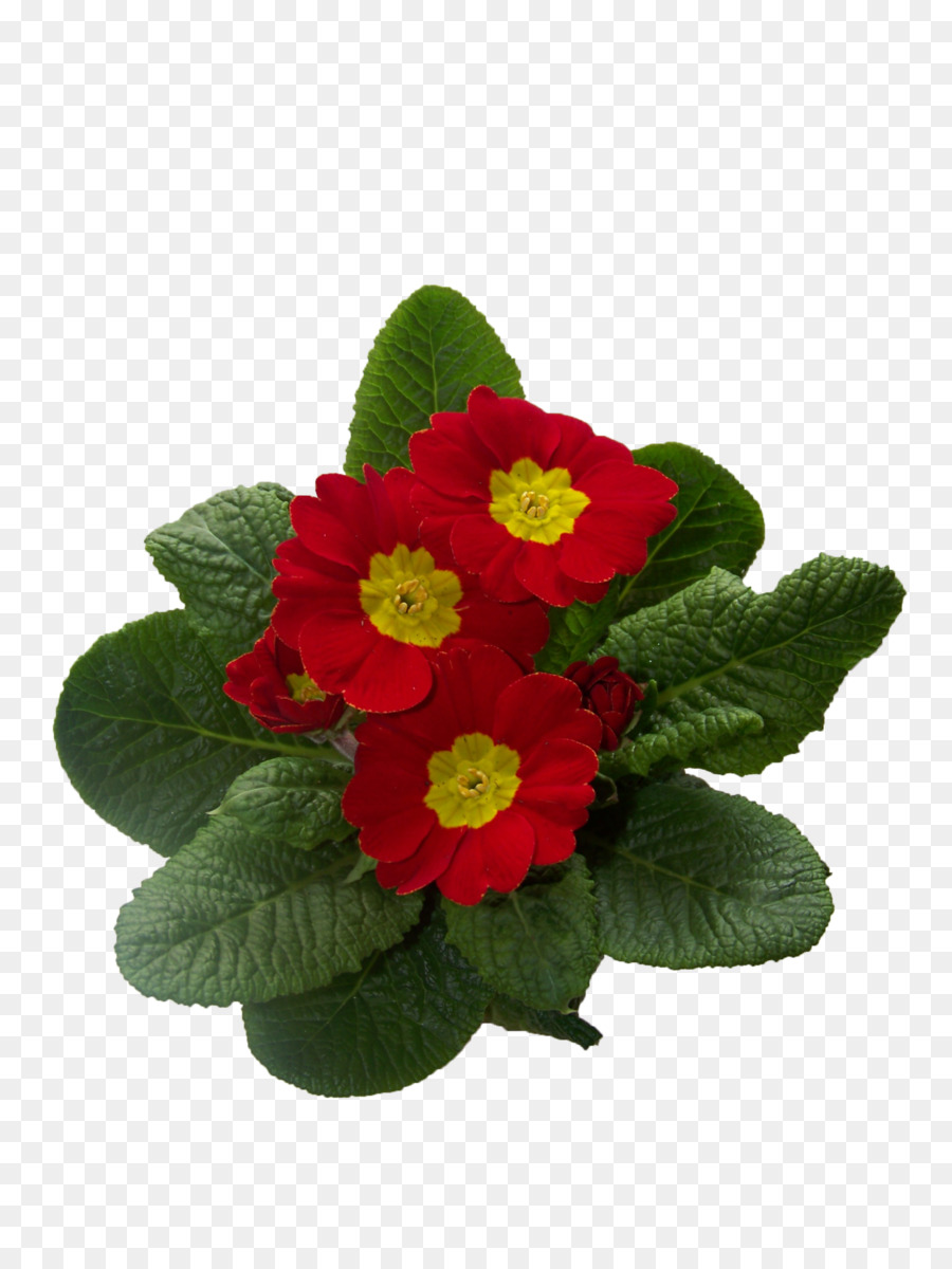 Primel Schlüsselblume Blume Pflanze - kleine rote Blumen