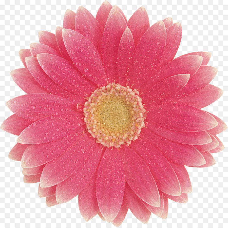 Transvaal daisy fiori di Colore Giallo Clip art - fiore rosa