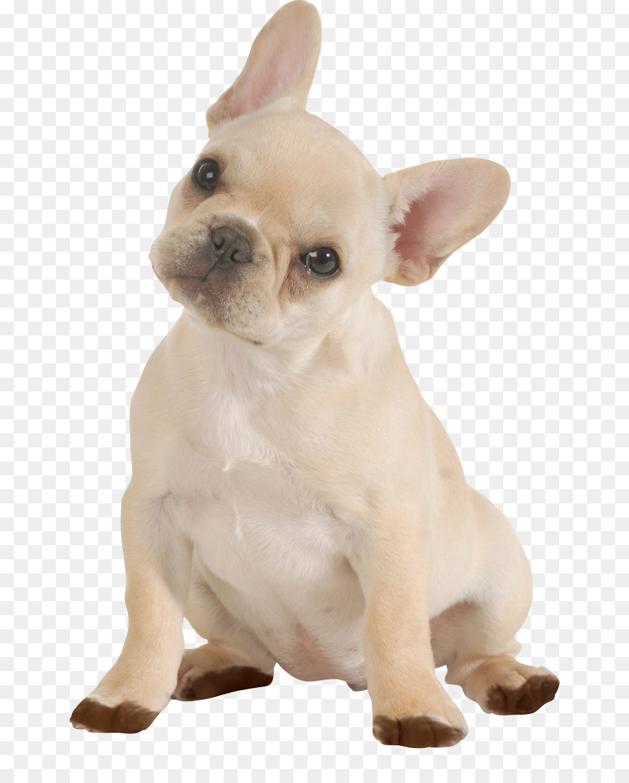 Bulldog francese Cucciolo Chihuahua Cane di razza - cagnetto