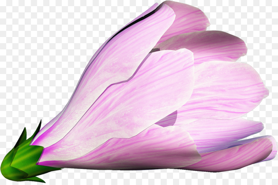 Giả Hoa Tulip Album - những người khác