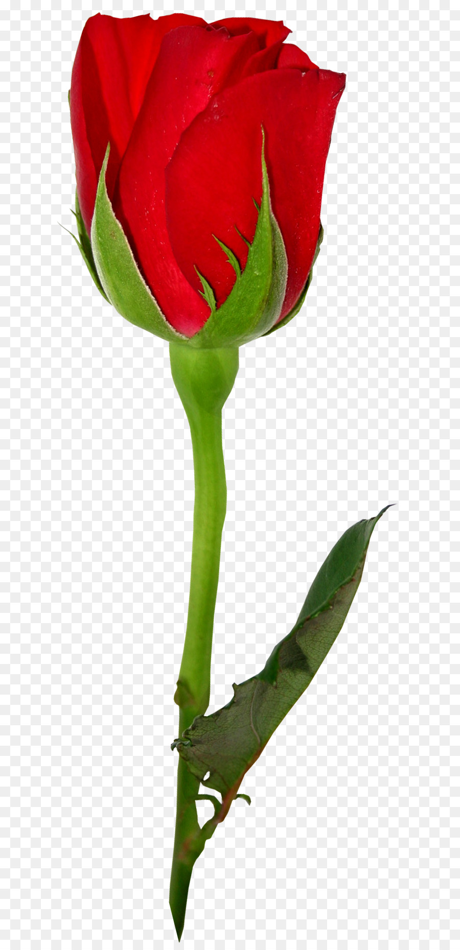 Hoa hồng trong vườn Centifolia hoa hồng Hoa Rosa brunonii - bông hồng đỏ