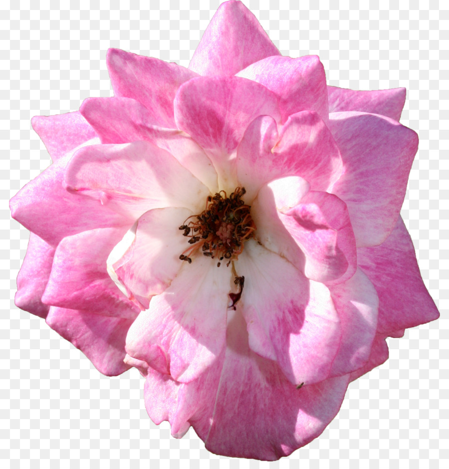 Centifolia Rosen, Garten Rosen Floribunda Blumen - Blume