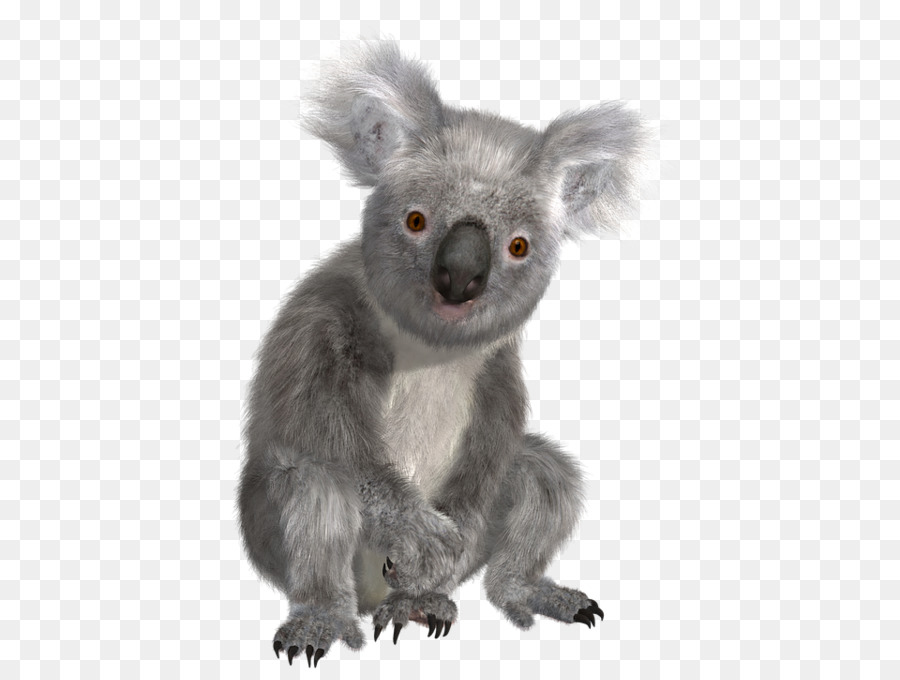Koala Australien Faultier Clip-art - Koala