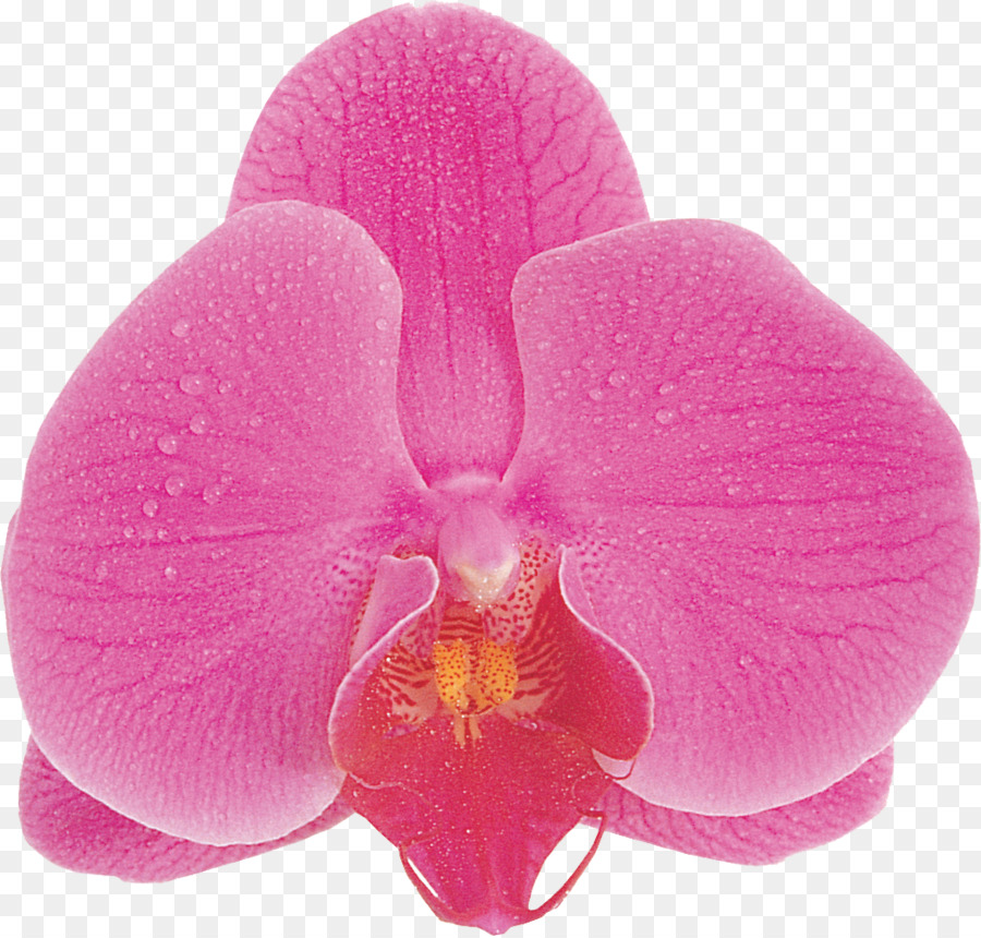 Fotografie Nahrungsergänzungsmittel Blume Blaue Phalaenopsis aphrodite - andere