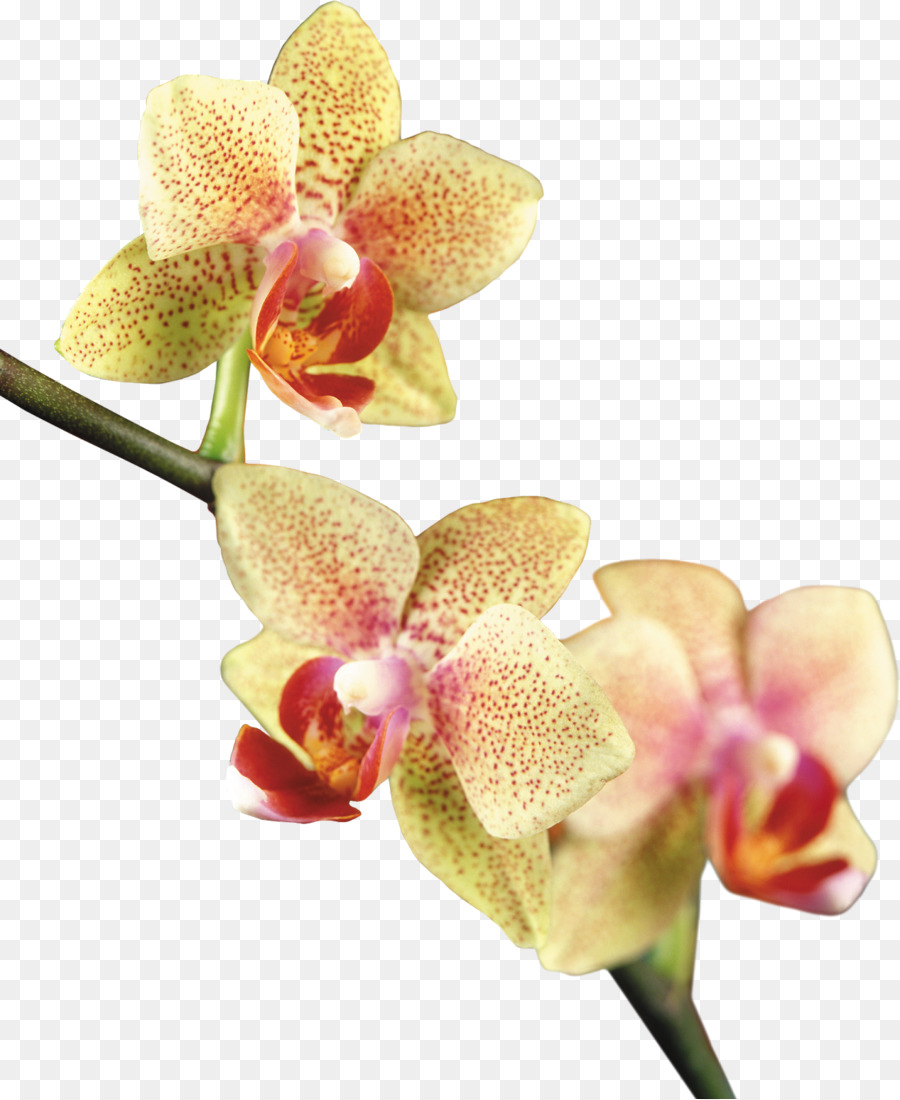 Falena orchidee Clip art - bellissima orchidea photo frame