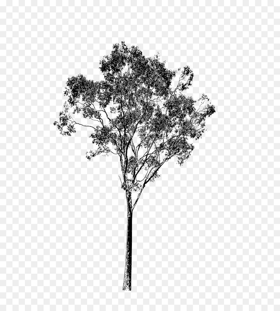 Twig Clip art - albero