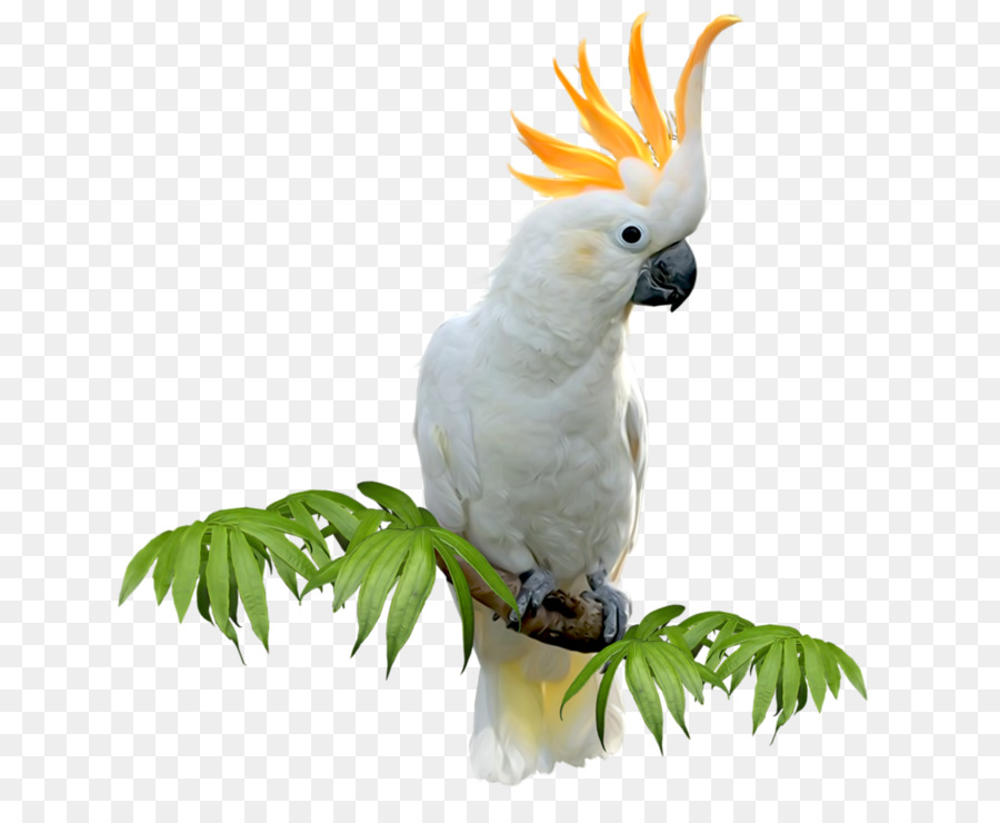 Sulphur-crested cockatoo Wellensittich Vogel Amazon Papagei Sittich - Vogel