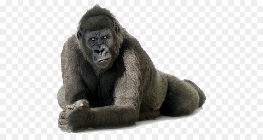 Miền tây đất gorilla Bwindi bất khả xâm phạm công Viên Quốc gia Clip nghệ thuật - những người khác