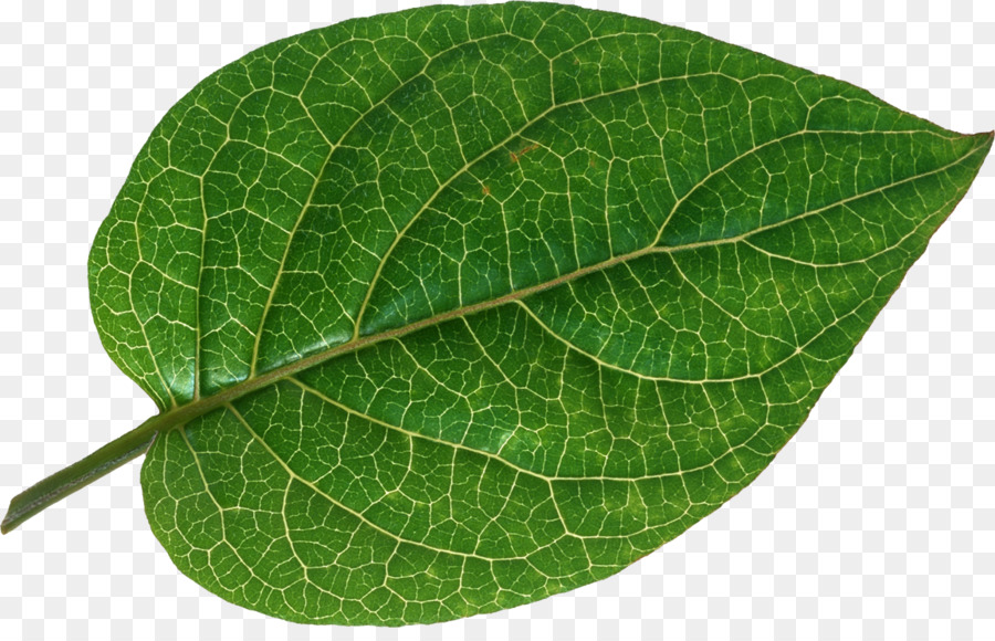Foglia fascio Vascolare Bladnerv Radice della Pianta - foglie verdi in vaso fibbia png