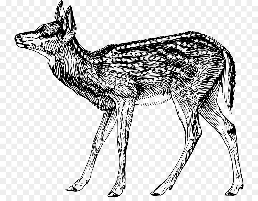 Jackal lupo Grigio Muschio di cervo Rosso volpe - fulvo foto