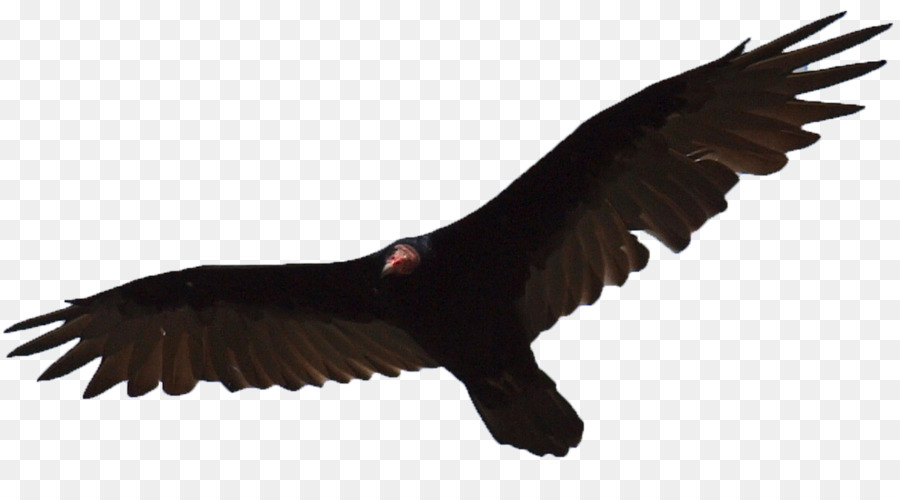 Turchia vulture Aquila Uccello grifone - aquila