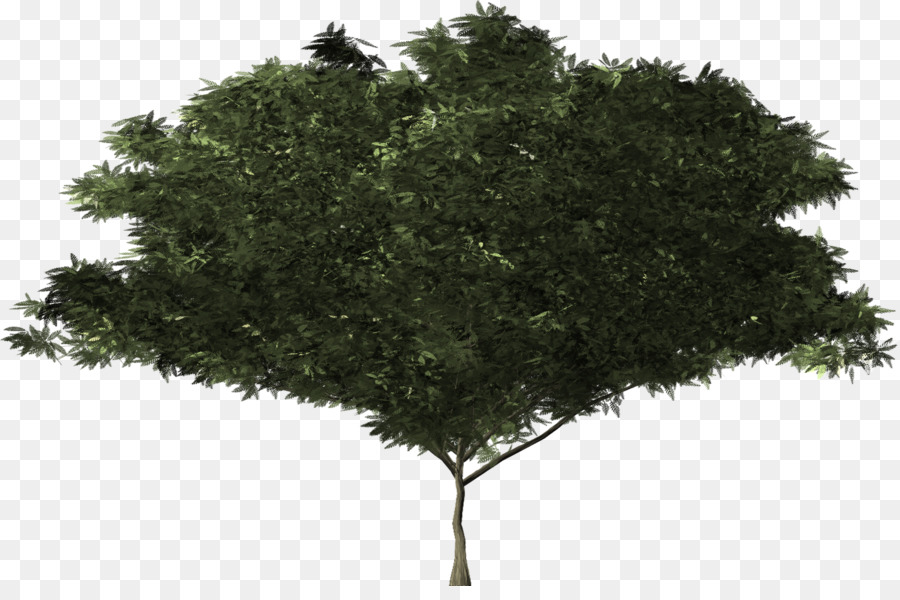 Strauch-Baum-Botanik Immergrüner Zweig - Baum