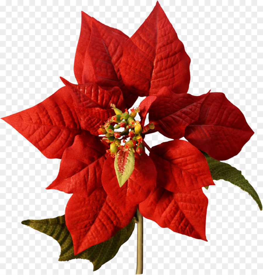 Weihnachtsstern Blume Weihnachten Schneiden Joulukukka - Blume