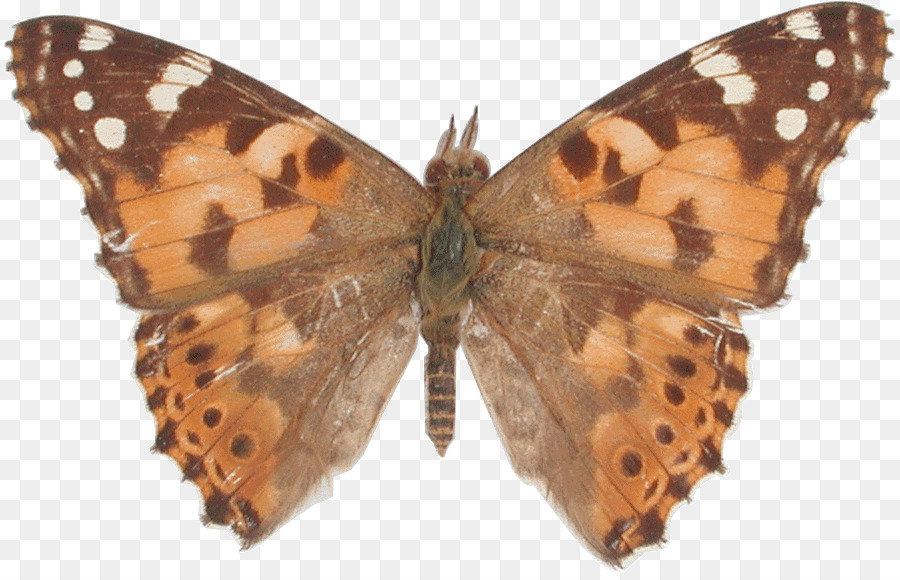Nymphalidae Schmetterling New York Film Vanessa cardui admiral Red - bemalt Schmetterling Traum