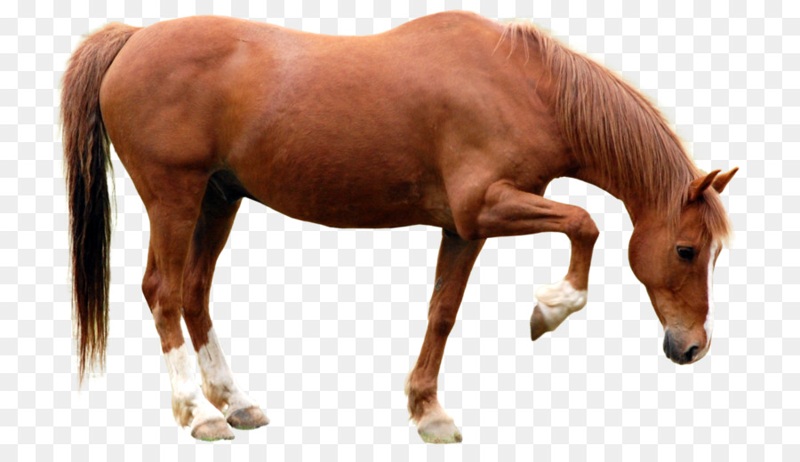 Con ngựa Clip nghệ thuật - Con ngựa