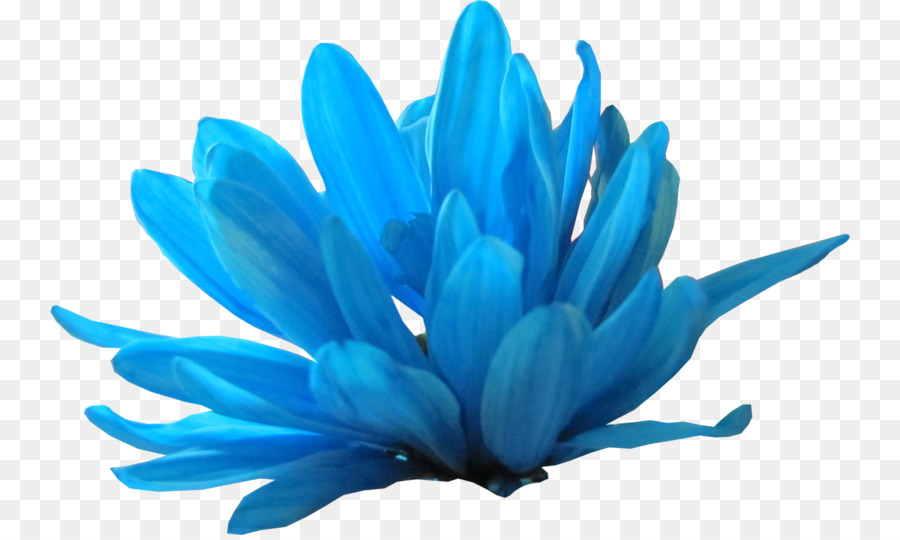 Petal Blue Flower Clip Art - Blume