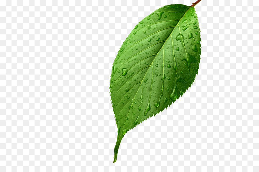 Leaf Stock-Fotografie Licht - Blatt