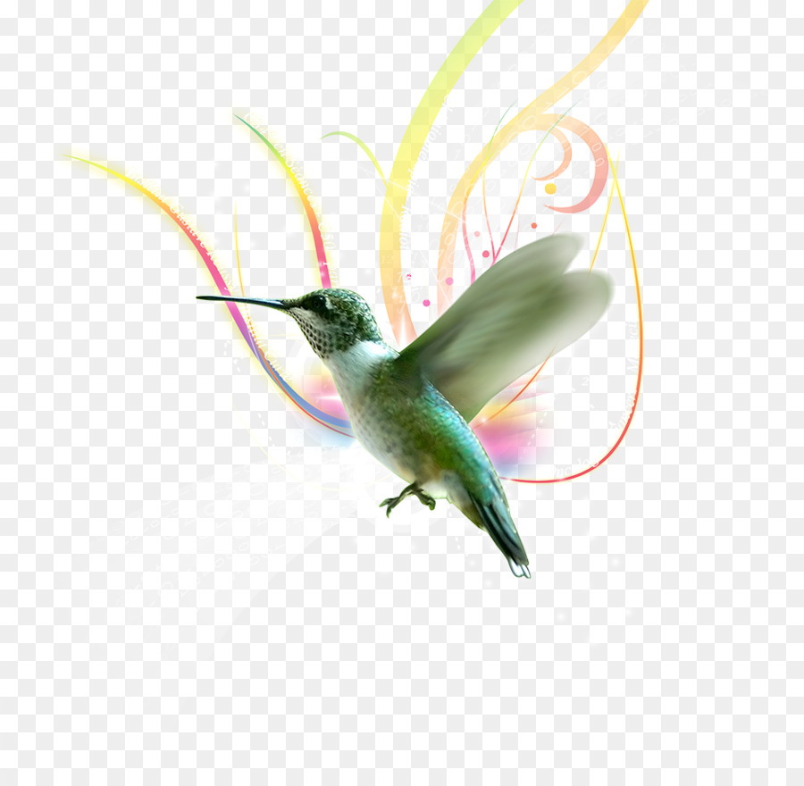 Hummingbird Souls Of Silence Violetear - altri