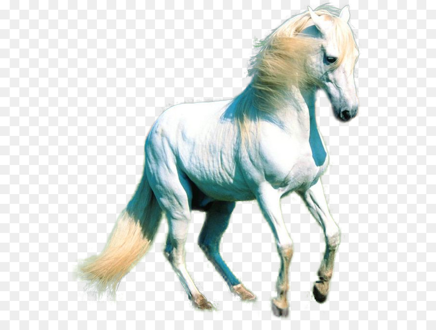 Mustang cavallo Bianco - mustang