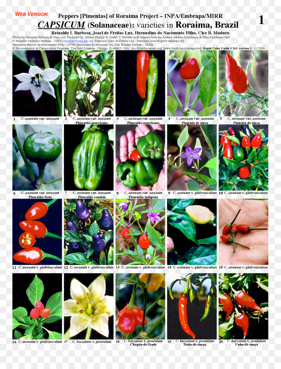 Paprika Chili Pfeffer Pflanze Nachtschattengewächse Capsicum annuum - Anlage