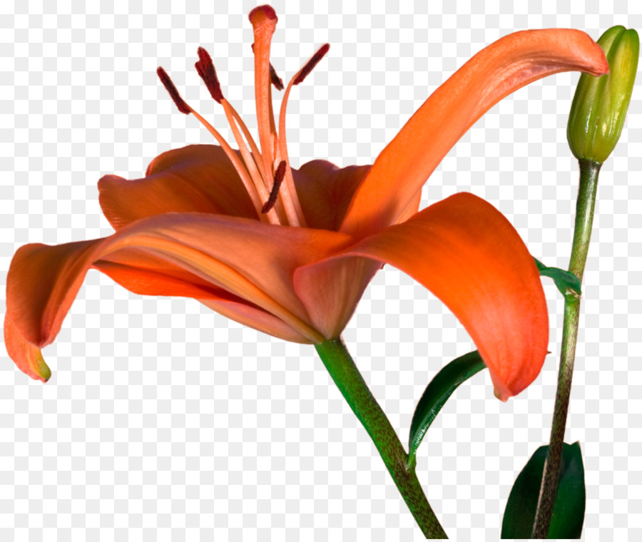 Schneiden Sie Blumen, Pflanze, Stängel, Knospe, Blütenblatt Taglilien - andere