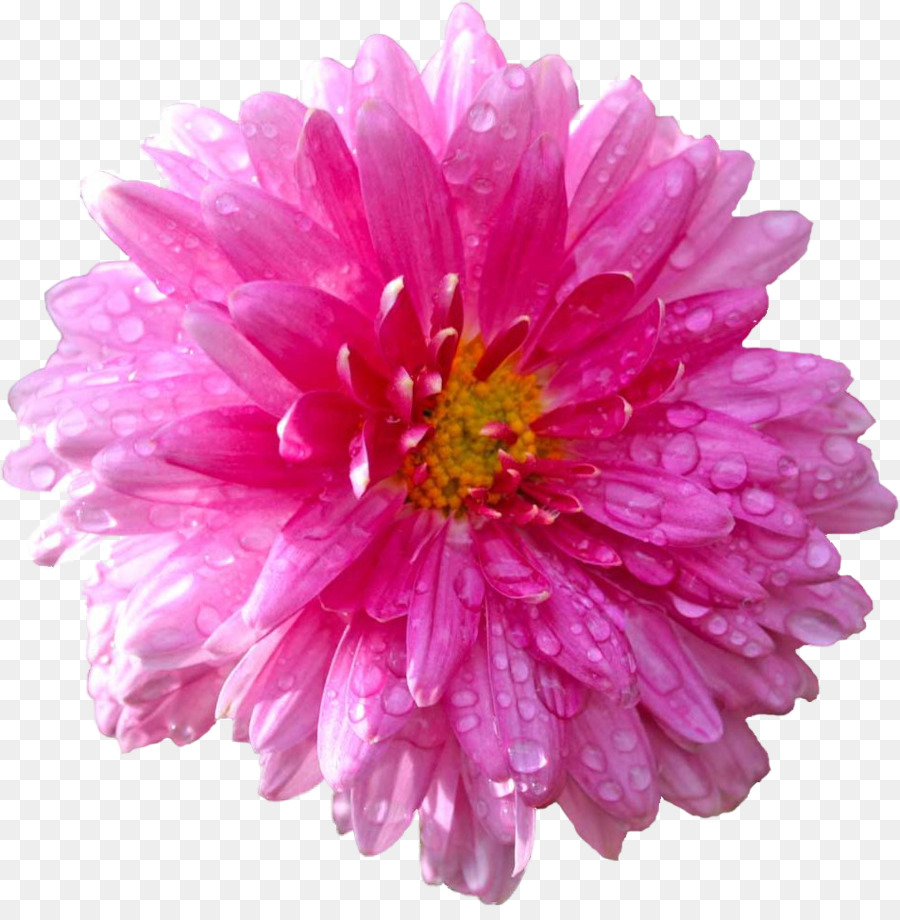 Fotografia Stock Fiore di Dahlia Comune di margherita di Clip art - fiore