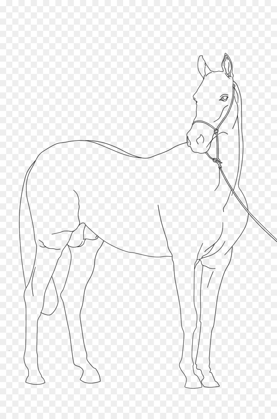 Maultier Pony-Araber-Pferd Mustang Fohlen - basierend Linie zeichnen