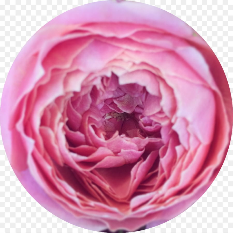 Le rose da giardino Fitoterapia Medicina Salute rose Centifolia - salute